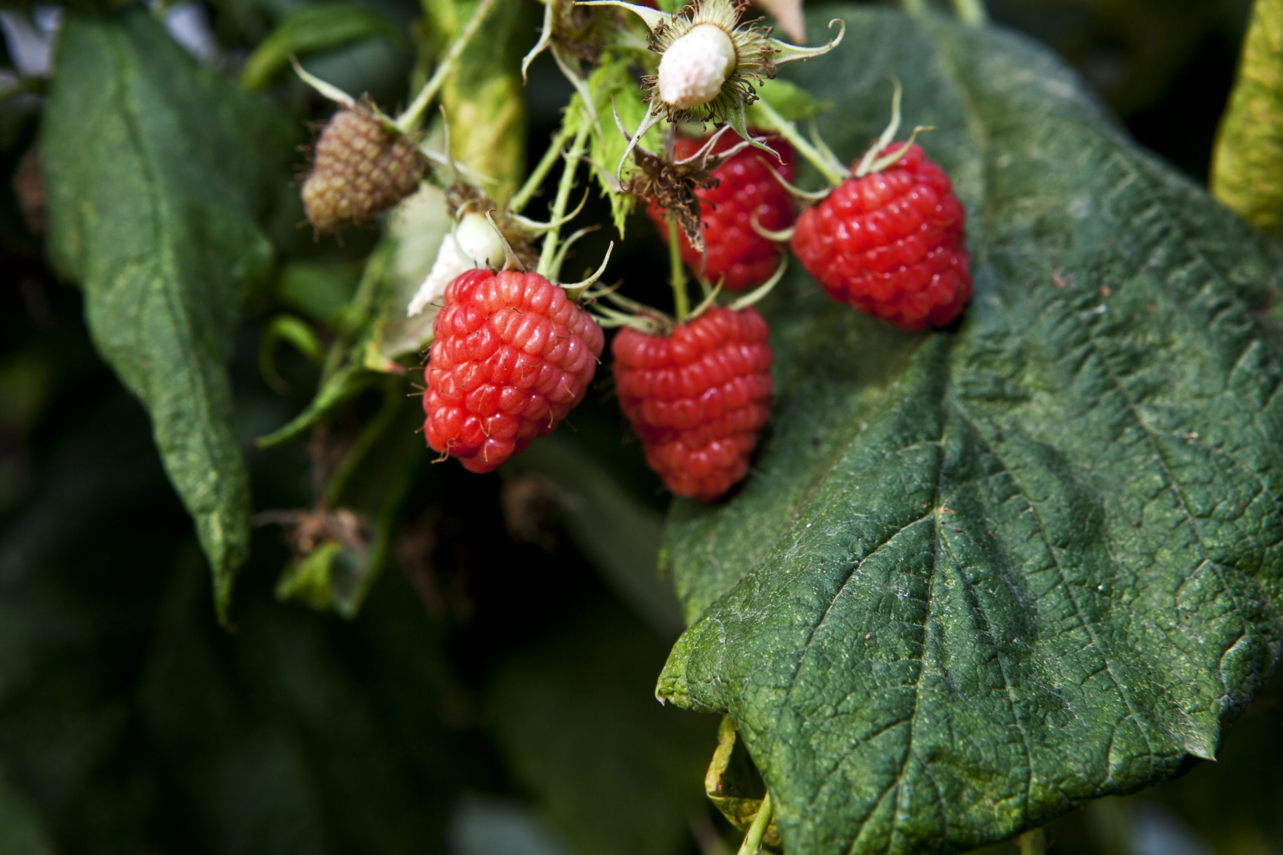 Berries Agrofresas
