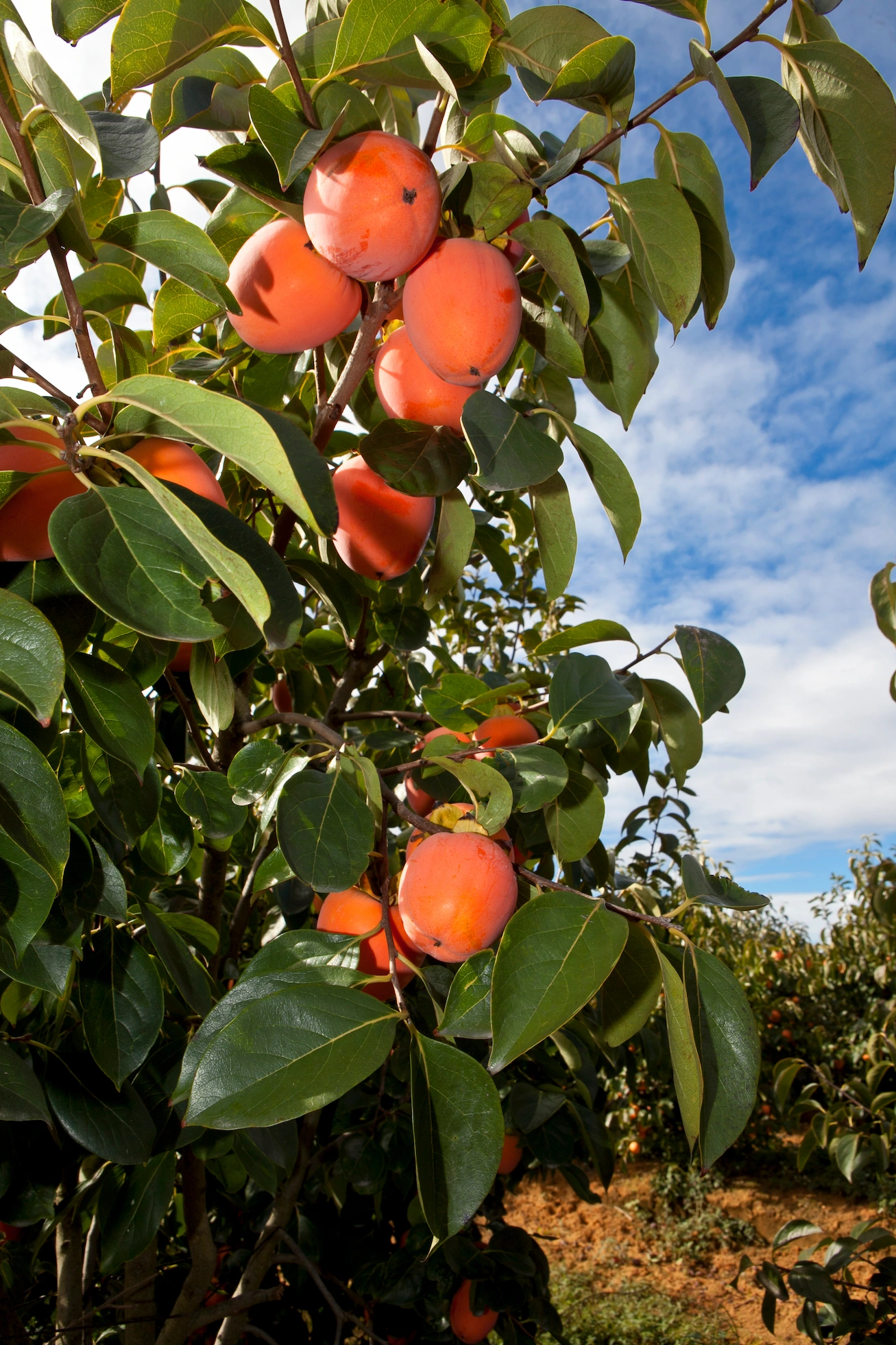 Conciencia ecológica Agrofresas